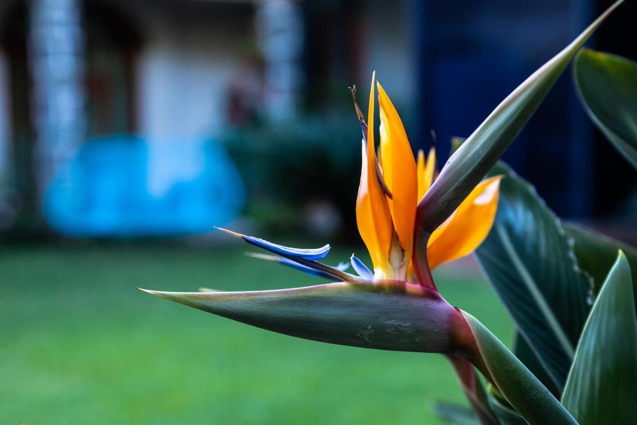 Colibri Turquesa Hotel Tepoztlan Luaran gambar